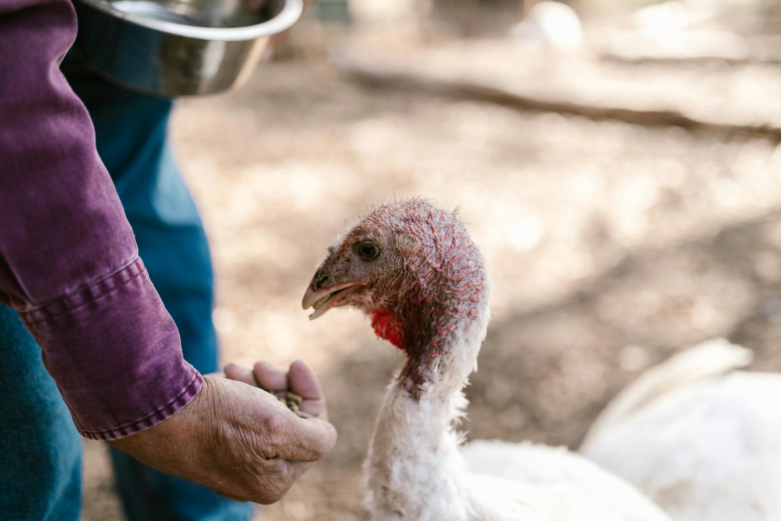 Close-up of a farmer feeding a white turkey outdoors on a sunny day.